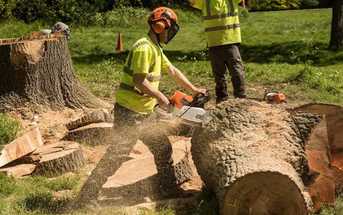 Cut down Tree Stumps